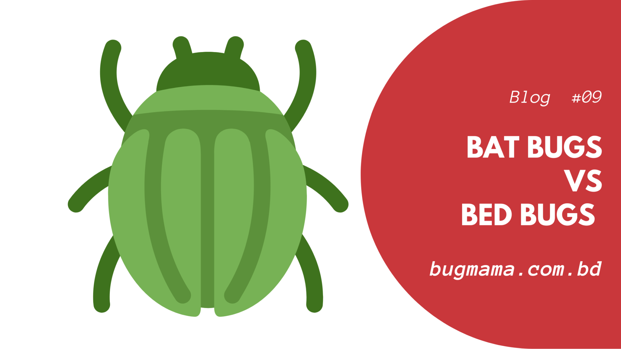 bat-bugs-vs-bed-bugs-understanding-the-key-differences-bugmama