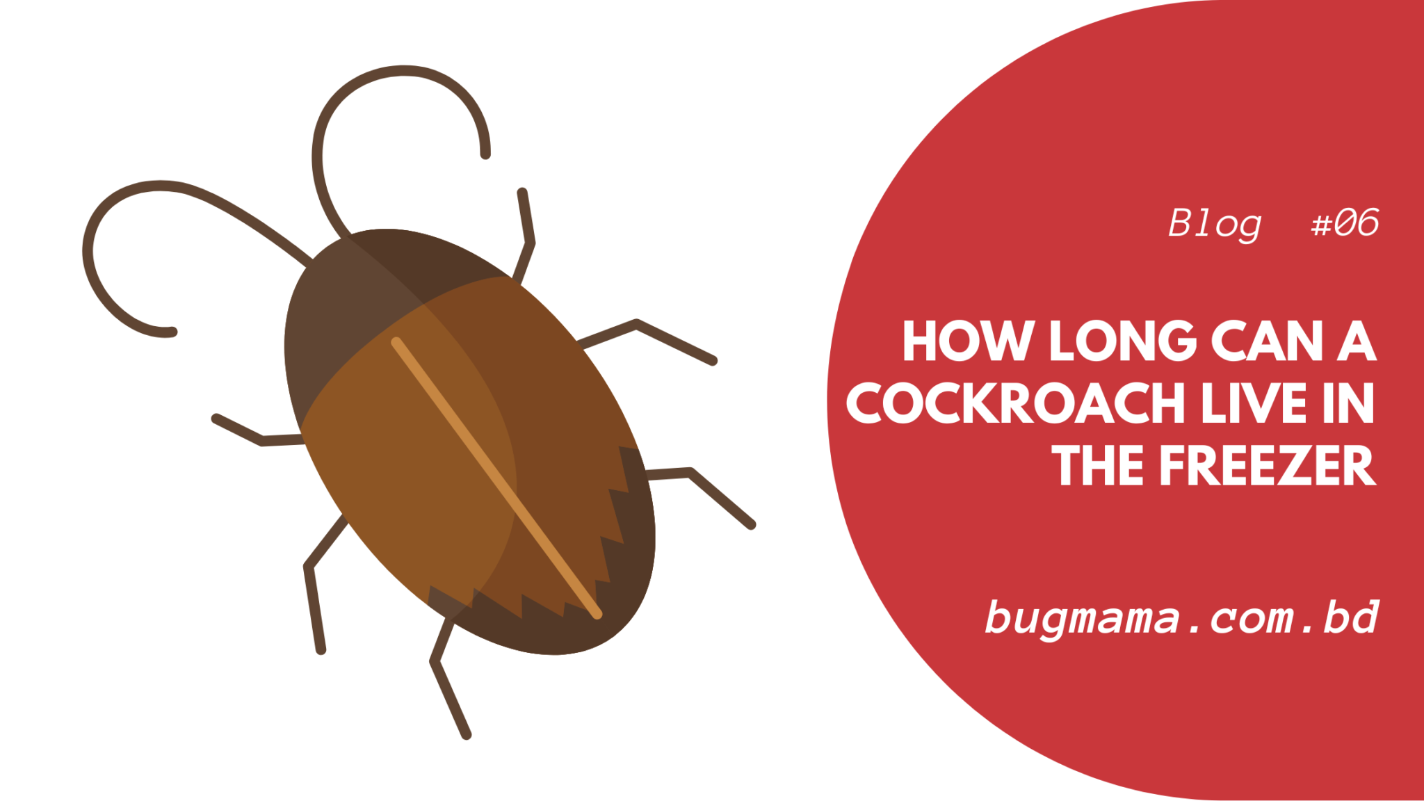 How Long can a Cockroach Live in The Freezer Bugmama